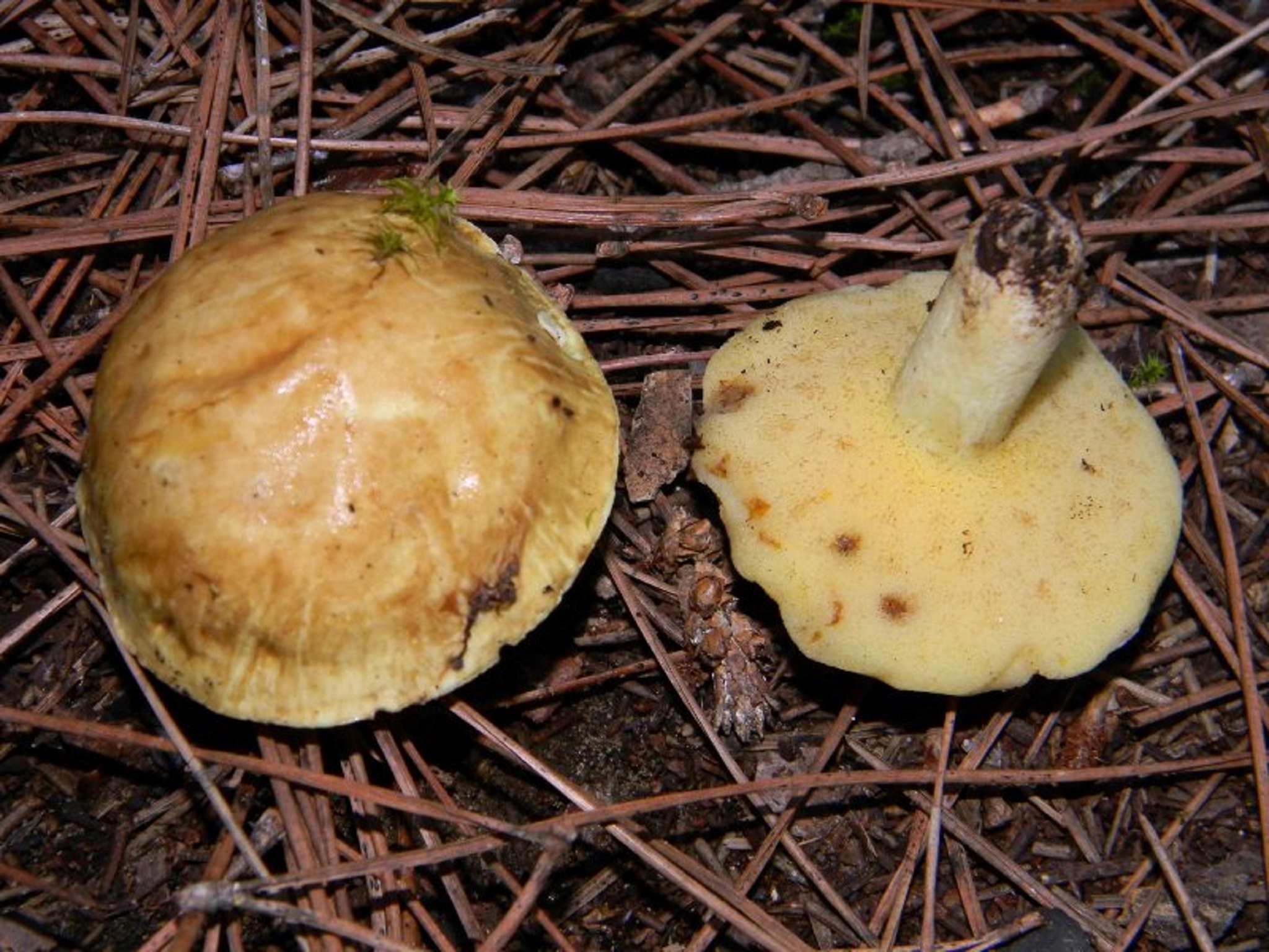 1822 Novembre vecchio ritrovamento